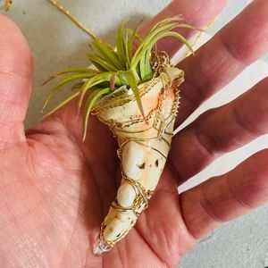 Living Air Plant Crab Claw Shell Necklace